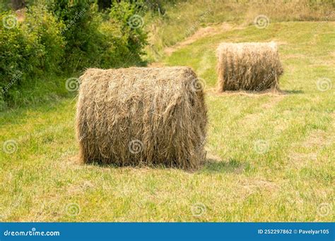 A Roll Of Harvested Hay In A Pasture Bale Of Dry Straw On A Farm Stock