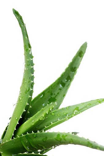 Aloe Vera Plant With Water Droplets Stock Photo Download Image Now