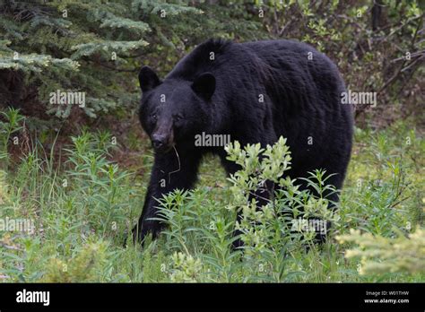 Black Bear In Jasper National Park Canada Stock Photo Alamy