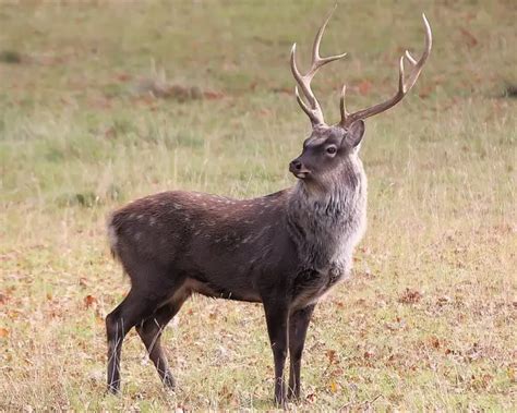 Sika Deer Mammals Wiki Fandom
