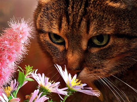 Cat Smelling Flowers Cute Smelling Paws Flowers Cat Hd Wallpaper