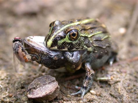 They have smooth skin which they are able to lighten or darken to match their surroundings. Kermit the Cannibal? Frogs Sometimes Eat Each Other | Live ...