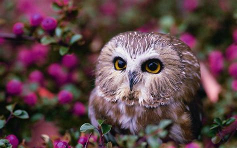 Owl Full Hd Wallpaper And Background Image 2560x1600 Id396131
