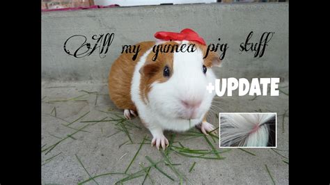 All My Guinea Pig Stuff Update Youtube