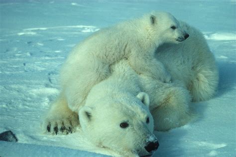 Polar Bear Mother Cub · Free Photo On Pixabay