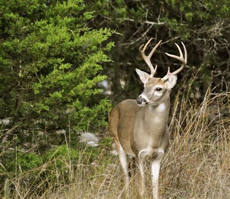 Watchful Buck Smithsonian Photo Contest Smithsonian Magazine