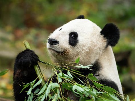 A Young Giant Panda Sitting And Eating Bamboo 2 Photograph By Stefan