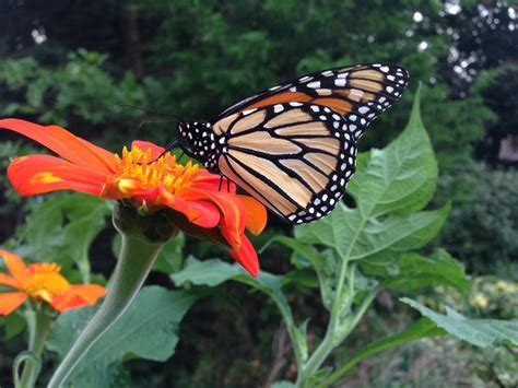 Help Migrating Monarchs With Fall Nectar Flowers