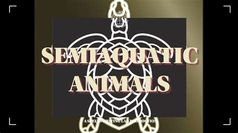 Semiaquatic Animals Youtube