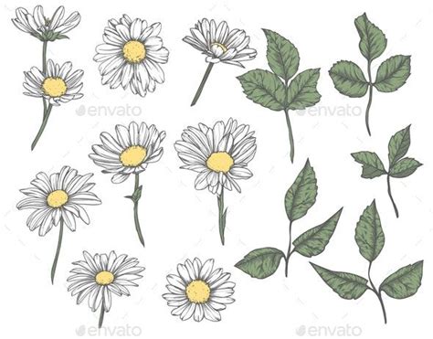Set Of Hand Drawn Floral Elements In Sketch Style By Mandarinka Daisy
