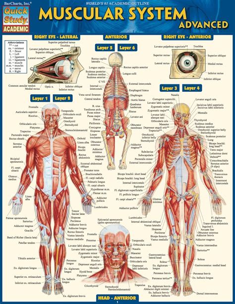 Female Anterior Leg Muscles Labeled Educational Chart Laminated Dry