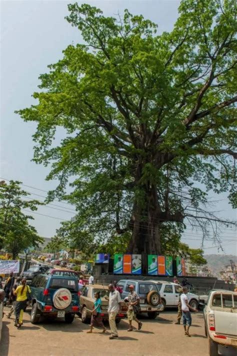 Cotton Tree Reason Why Dis Fallen Cotton Tree For Sierra Leone Dey