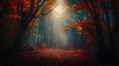 Forest With Fog And Sunbeam Hd Nature Wallpapers Hd Wallpapers Id