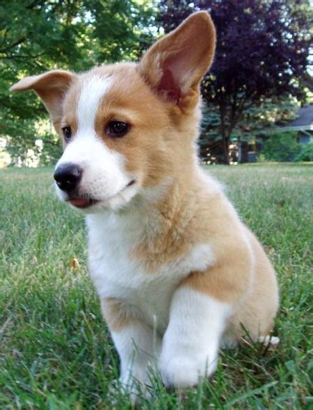 Top 10 Cutest Corgis Youll See Today Cute N Tiny