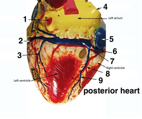 Posterior Heart Model Flashcards Quizlet
