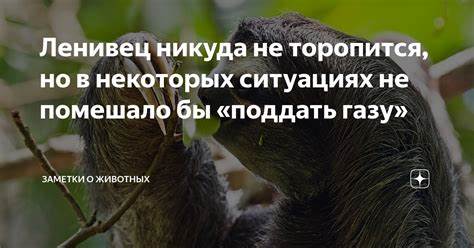 Но похудеть не помешало бы Ленивец никуда не торопится, но в некоторых ситуациях не помешало бы Ленивец никуда не торопится, но в некоторых ситуациях не помешало бы Но похудеть не помешало бы