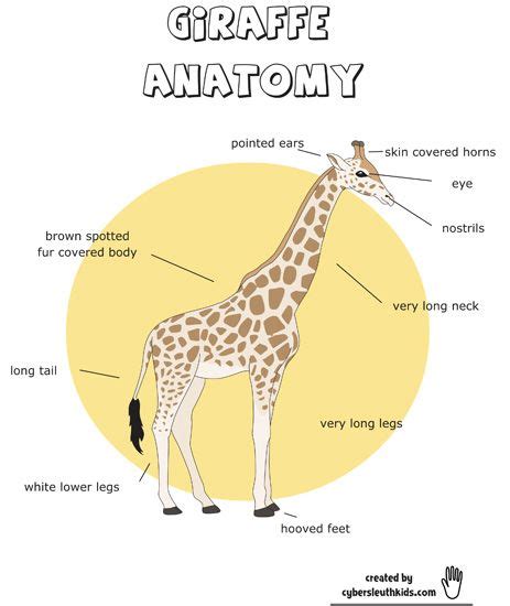Zobacz wybrane przez nas produkty dla hasła „giraffe printables: Free Giraffe Worksheets | This is a Giraffe Anatomy ...