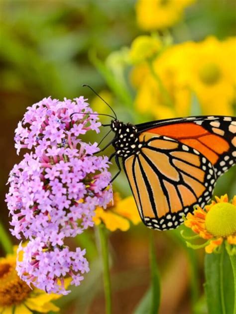 Butterfly Haven A Guide To Butterfly Gardening