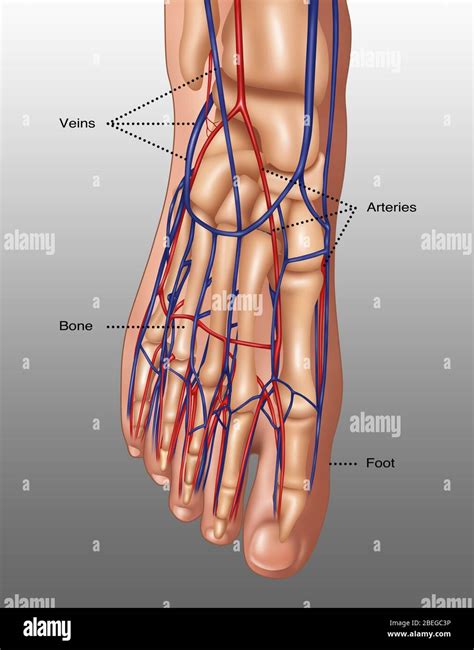 Arteries And Veins Of The Foot Acland S Video Atlas Of Human Anatomy