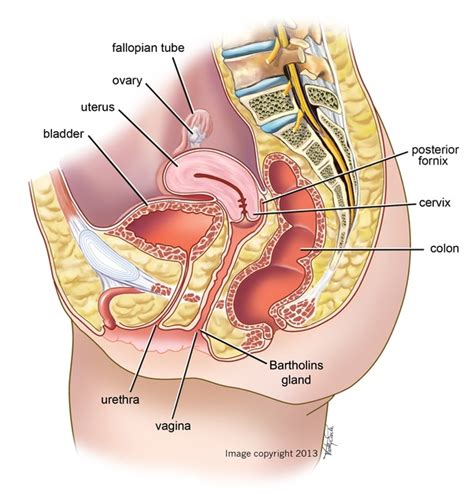 Understand the origins of the external genitalia. Why does the butt plug fall out my wife during vaginal sex ...