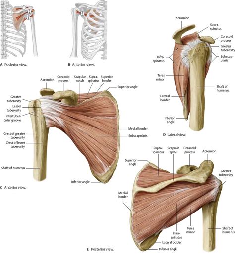 Shoulder Muscle Anatomy Diagram The Deeper Muscles Of The Back