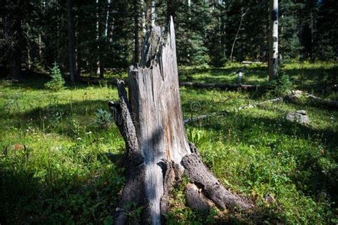 Old Weathered Tree Stump In A Grassy Sun Dappled Meadow With