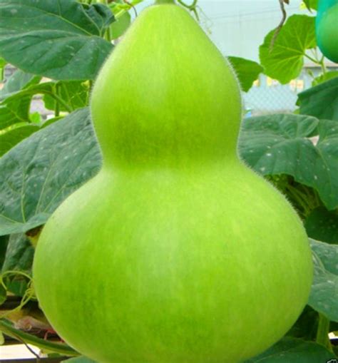 Rare Giant Gourd Seeds No Gmo Vegetable Seeds 100pcs Pack Greenseedgarden