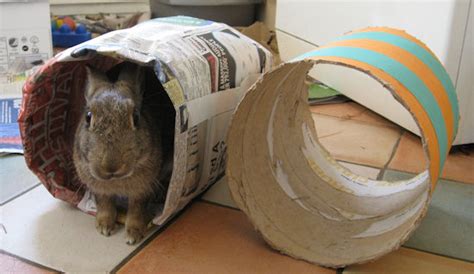 Newspaper Rabbit Tunnel