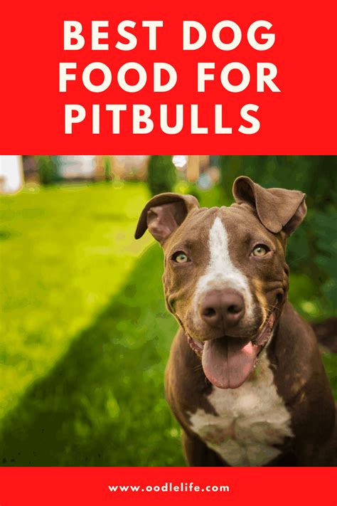Best dog food for pitbulls at petsmart. Best Dog Food For Pitbull - Oodle Life