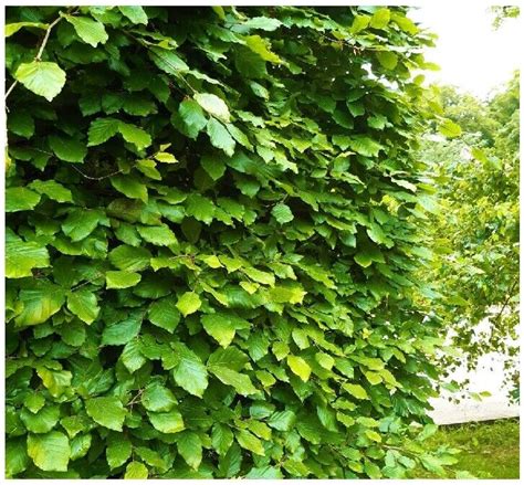 50 Green Beech Hedging Plants 2 Year Old 1 2ft Grade 1 Hedge Trees 40