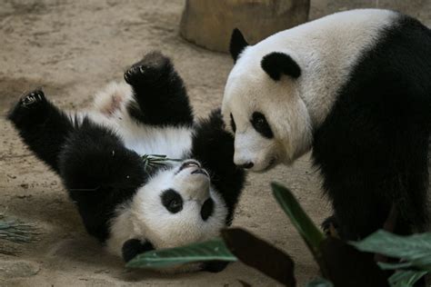 Malaysian Born Panda Celebrates First Birthday With Ais Kek At Zoo