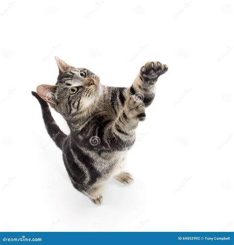 Tabby Cat Jumping Stock Photo Image Of Tabby Background 69052992