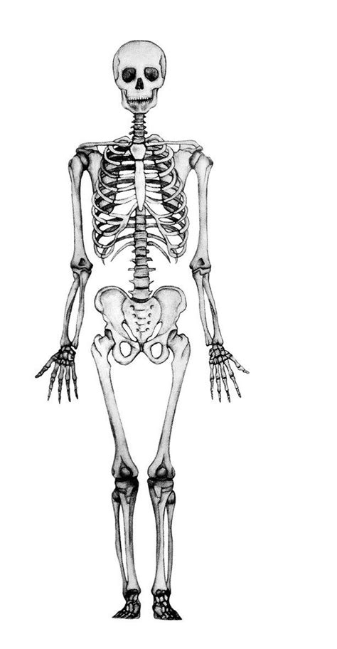 Los Huesos Del Cuerpo Humano Dibujo Del Esqueleto Humano Huesos Del