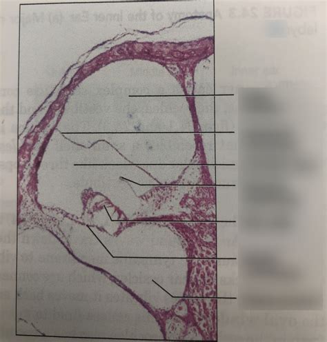 Cochlea Microscope Diagram Quizlet
