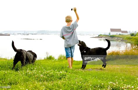 Boy Playing Fetch With Two Dogs High Res Stock Photo Getty Images
