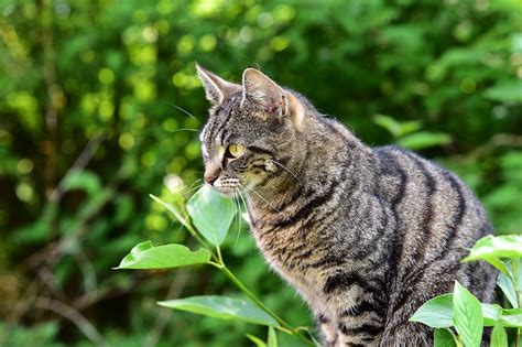 Full review of canna pet cbd dog and cat products and coupon code. Signs & Symptoms of Poisoning in Cats | Canna-Pet®