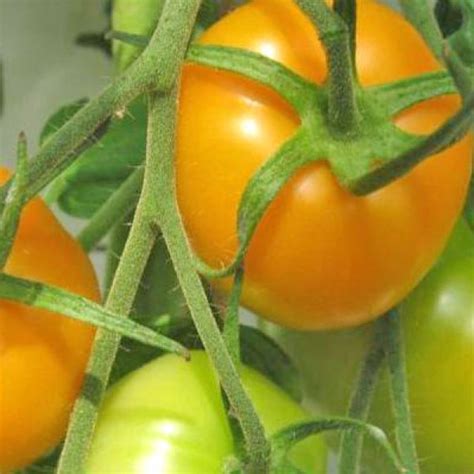Golden Jubilee Tomaten Samen Bestellen Chili Shop24de