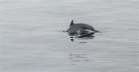 Bottlenose Dolphin Mother And Calf Gulf Of Mexico Flickr