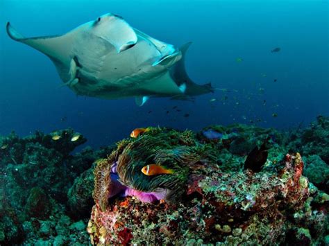 Manta Ray Underwater Maldives22664990x742 Holy Smithereens