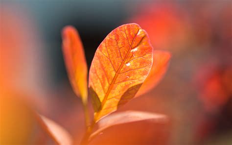 Autumn Orange Leaves Wallpapers Hd Wallpapers Id 16674