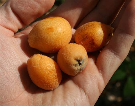 Growing Loquats In The Caribbean The Survival Gardener