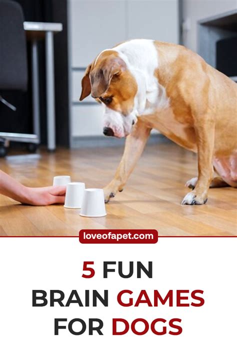 5 Fun Brain Games For Dogs Love Of A Pet Brain Games For Dogs