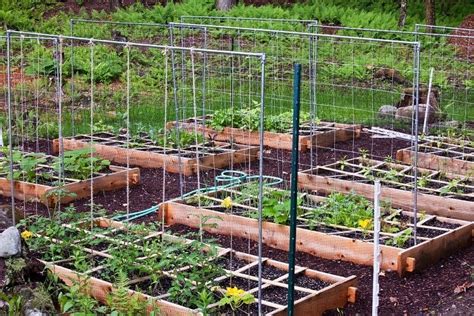 Learn The Benefits Of Raised Garden Beds Rhomestead