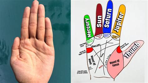 Palmistry Seven Mounts Of The Palm How To Read Them Boldsky