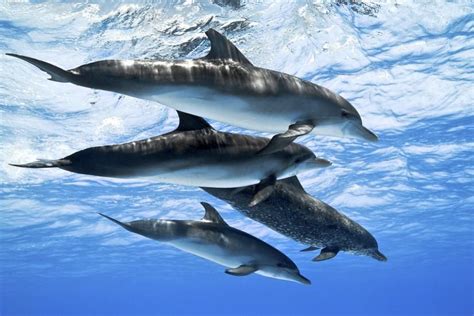 Dolphin Wallpaper ·① Download Free Cool Hd Wallpapers For