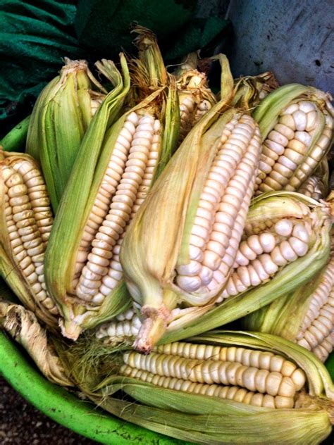 Peruvian Corn Alchetron The Free Social Encyclopedia
