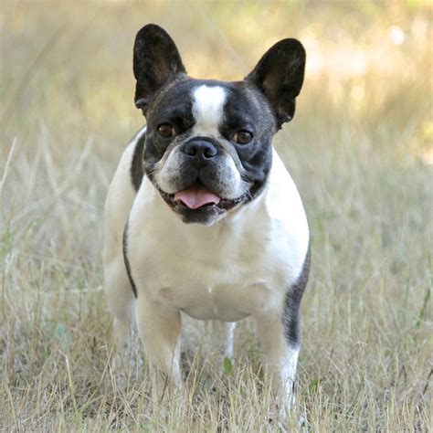 Nutrition And Health Issues Of The French Bulldog Puppy Dog With Us