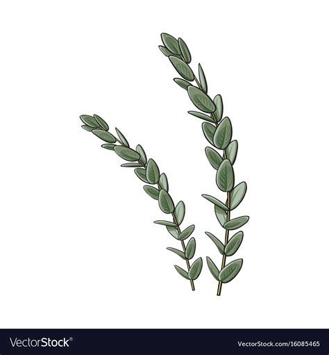 Two Beautiful Hand Drawn Eucalyptus Twig Branch Vector Image