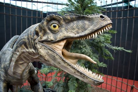 Fotos Gratis Fauna Dinosaurio Tiranosaurio Rapaces Velociraptor