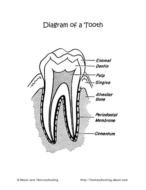 Diagram Of A Tooth Worksheet For 2nd 3rd Grade Lesson Planet